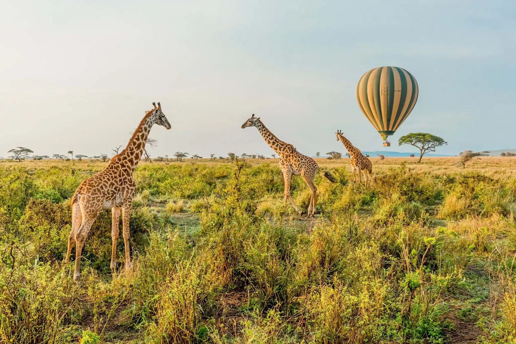 Giraffes and a hot air balloon, Serengeti